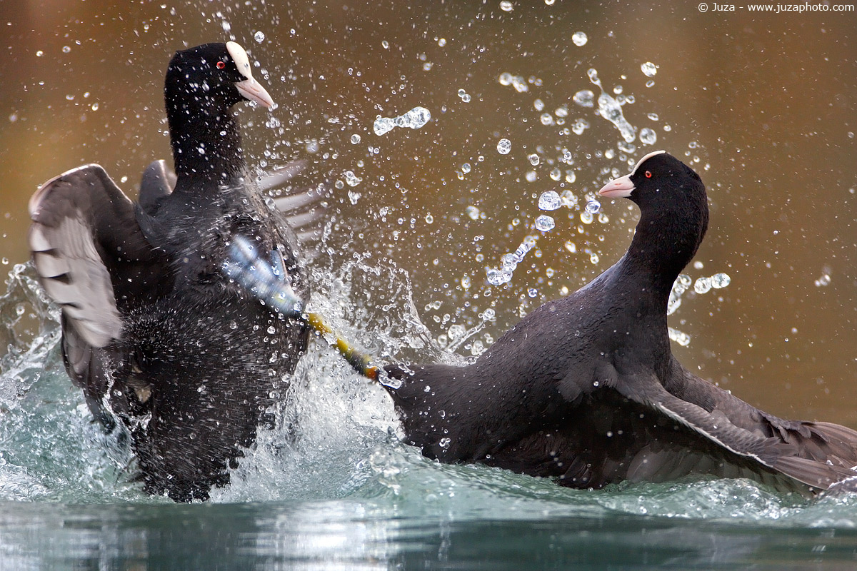 Fulica atra (Folaga), 004896