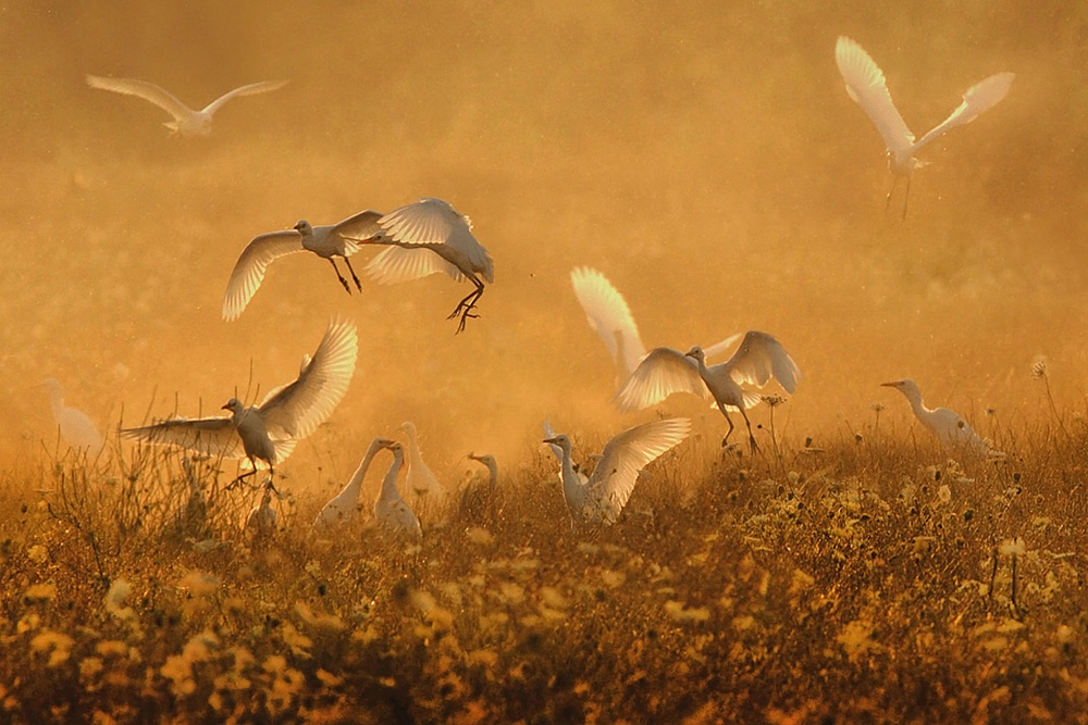 La danza dei guardabuoi