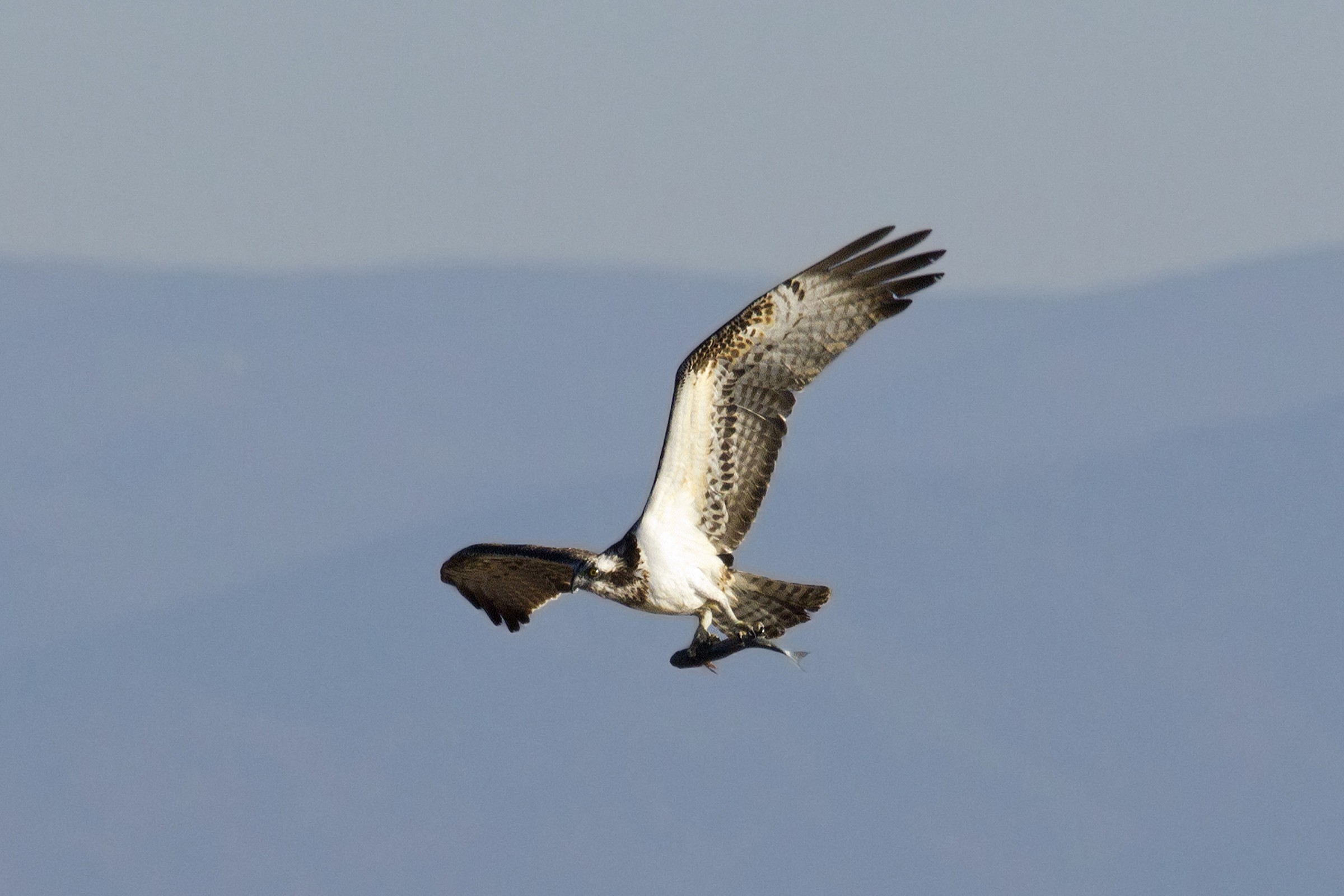 in volo con la merenda