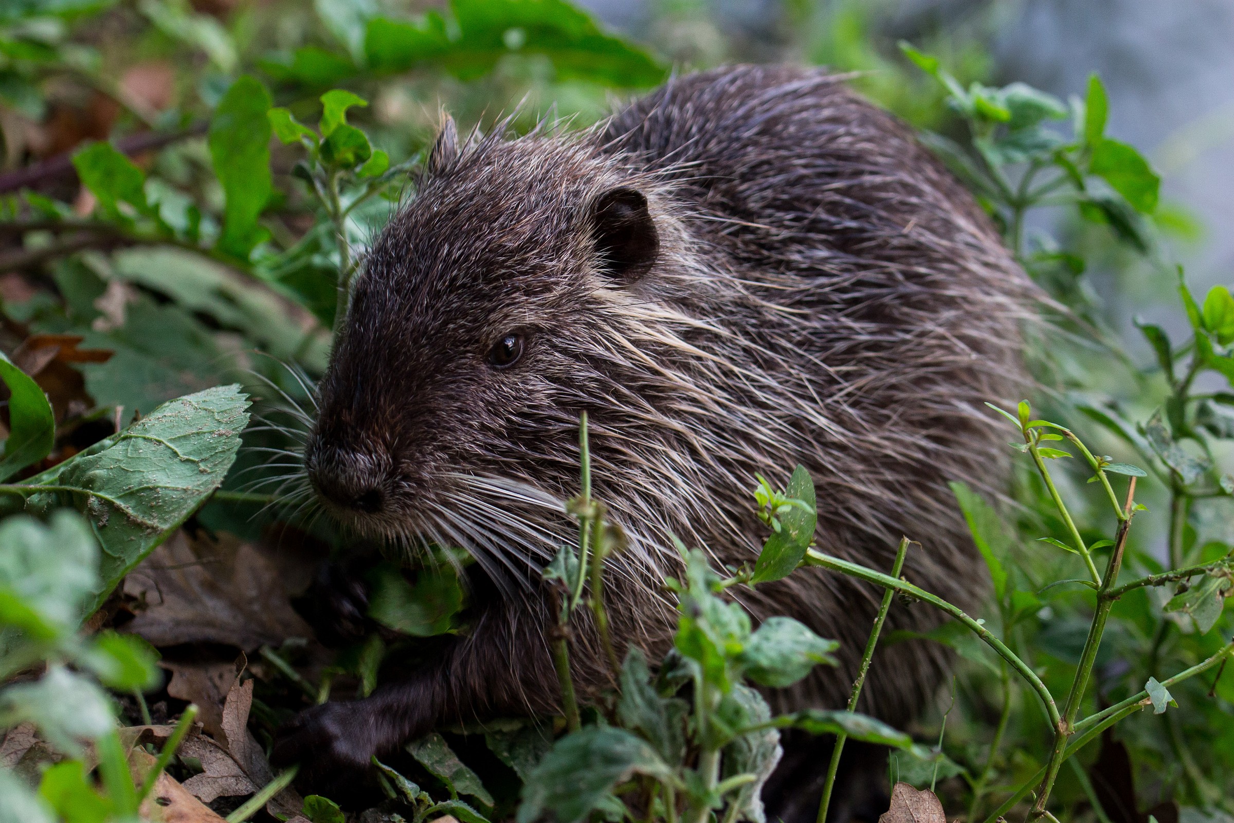 Nutria