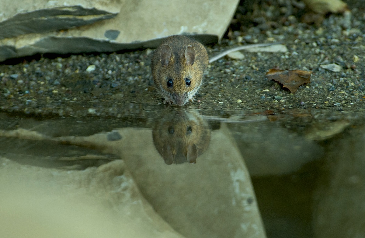 dormouse in the mirror