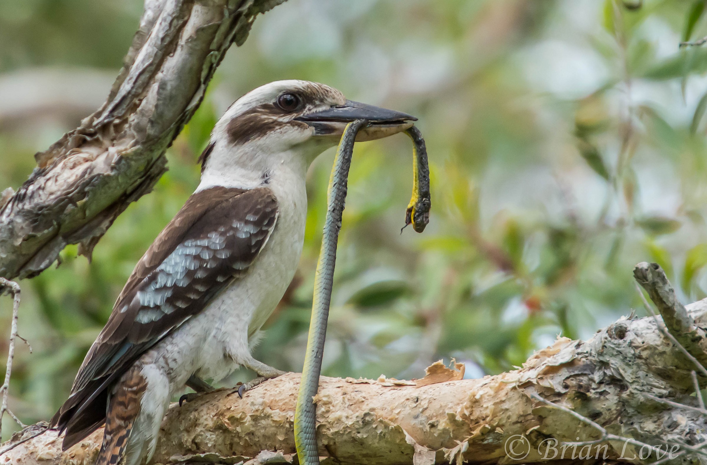 Assunzione di un lungo pranzo - Kookuburra & Albero Snak...