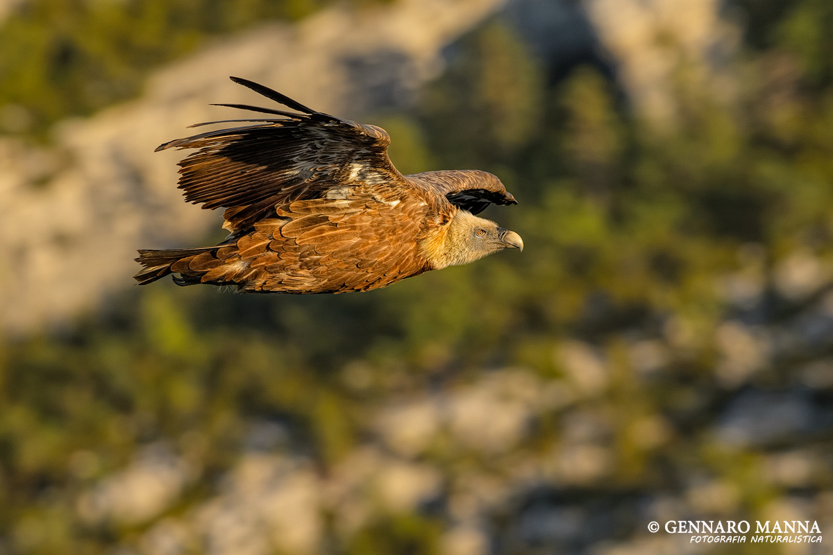 Grifone (Gyps fulvus)