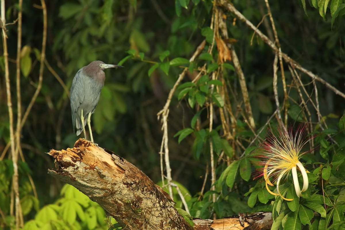 The Little Egret and the flower