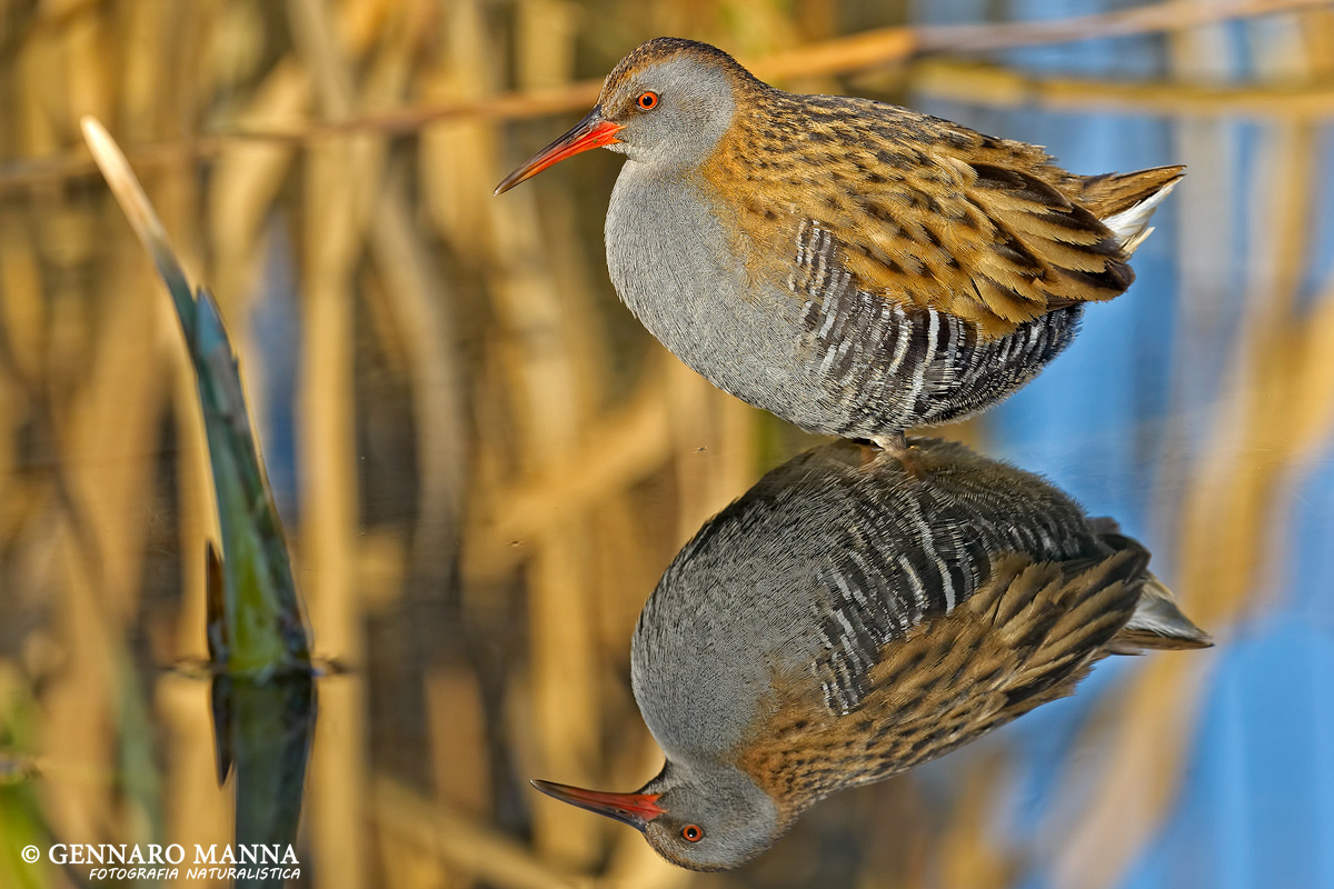 Water Rail (Rallus aquaticus)