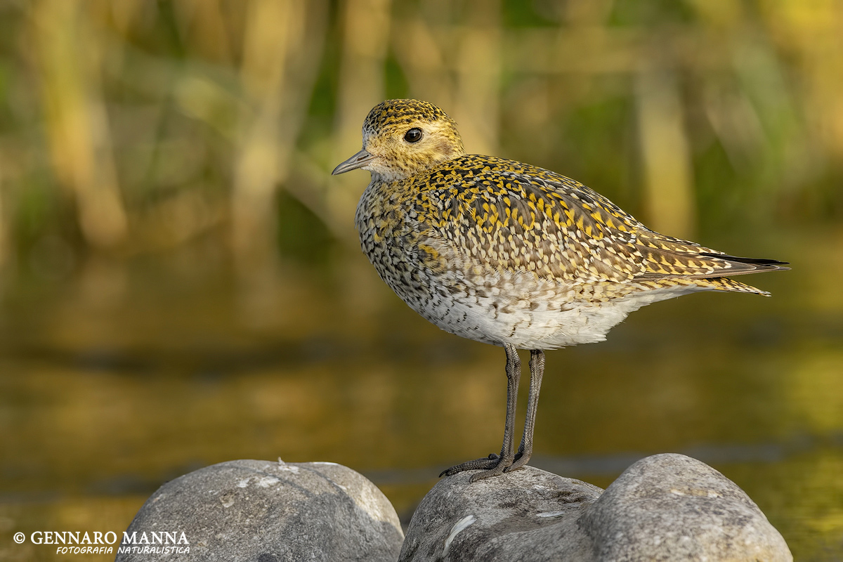 Piviere dorato (Pluvialis apricaria)