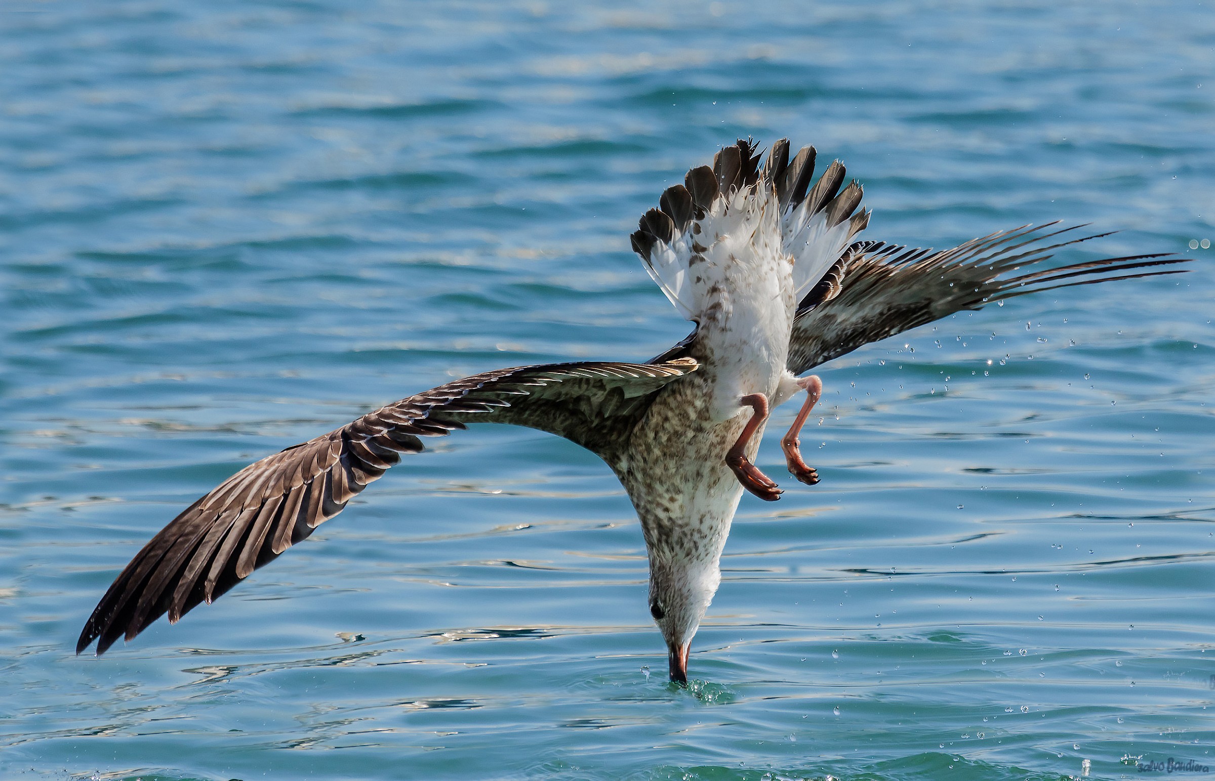 Larus michahellis (Gabbiano reale)