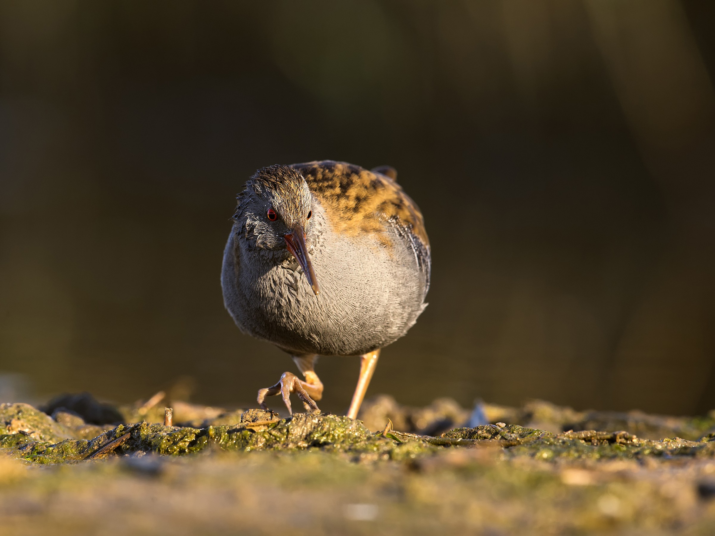 Water Rail