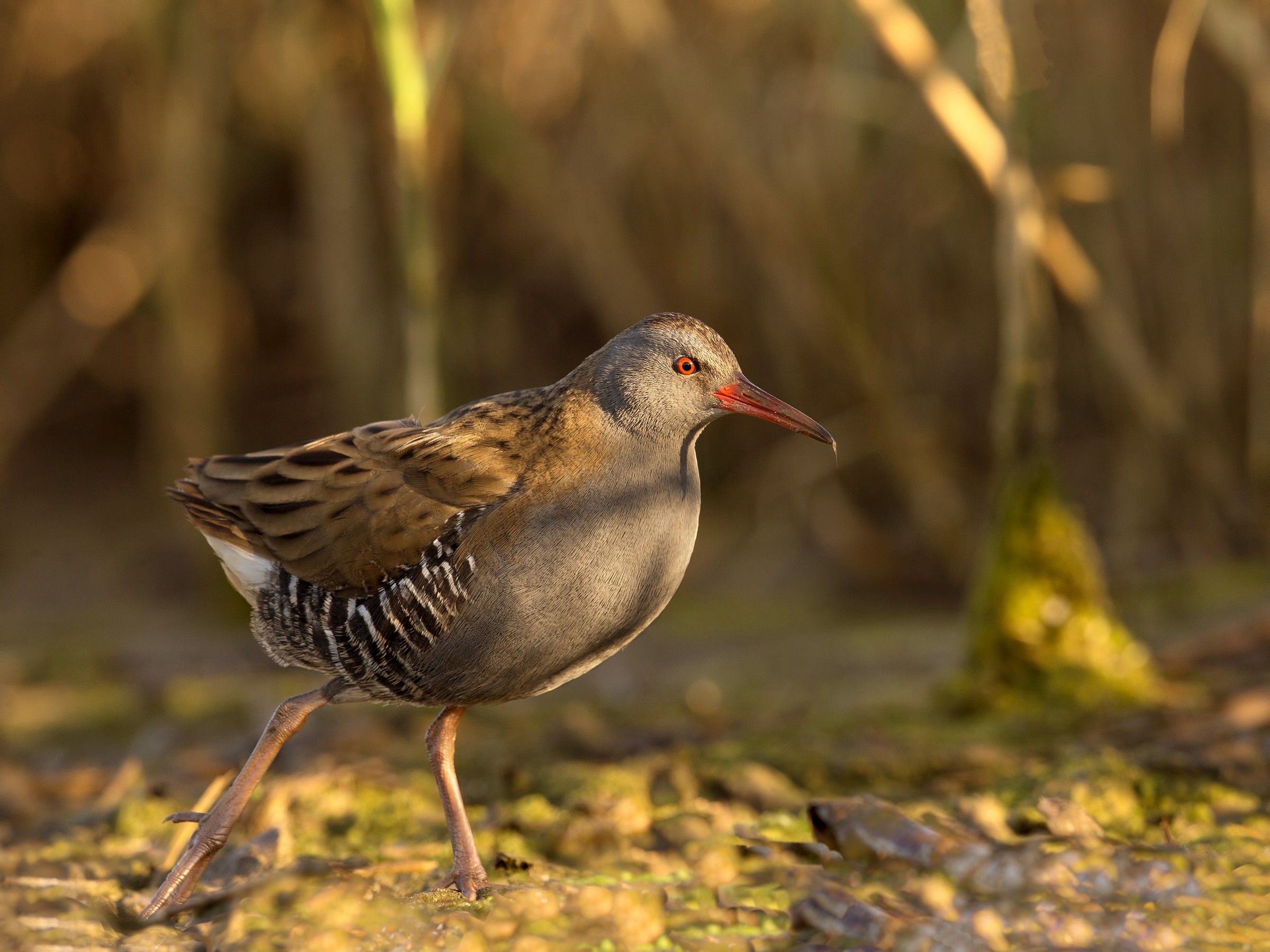 Water Rail