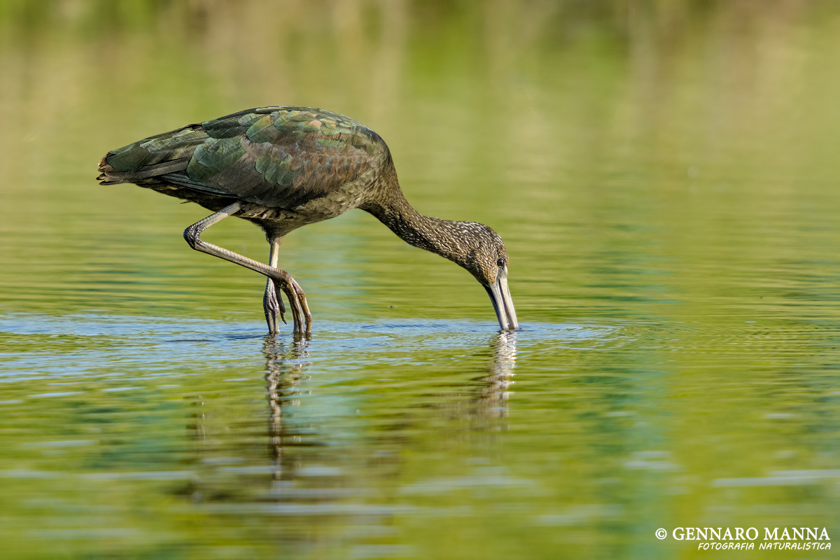 Glossy Ibis