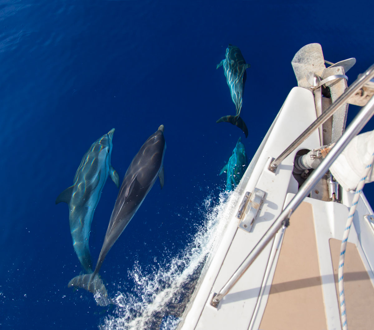 Tra l'Elba e la Corsica, incontri emozionanti....
