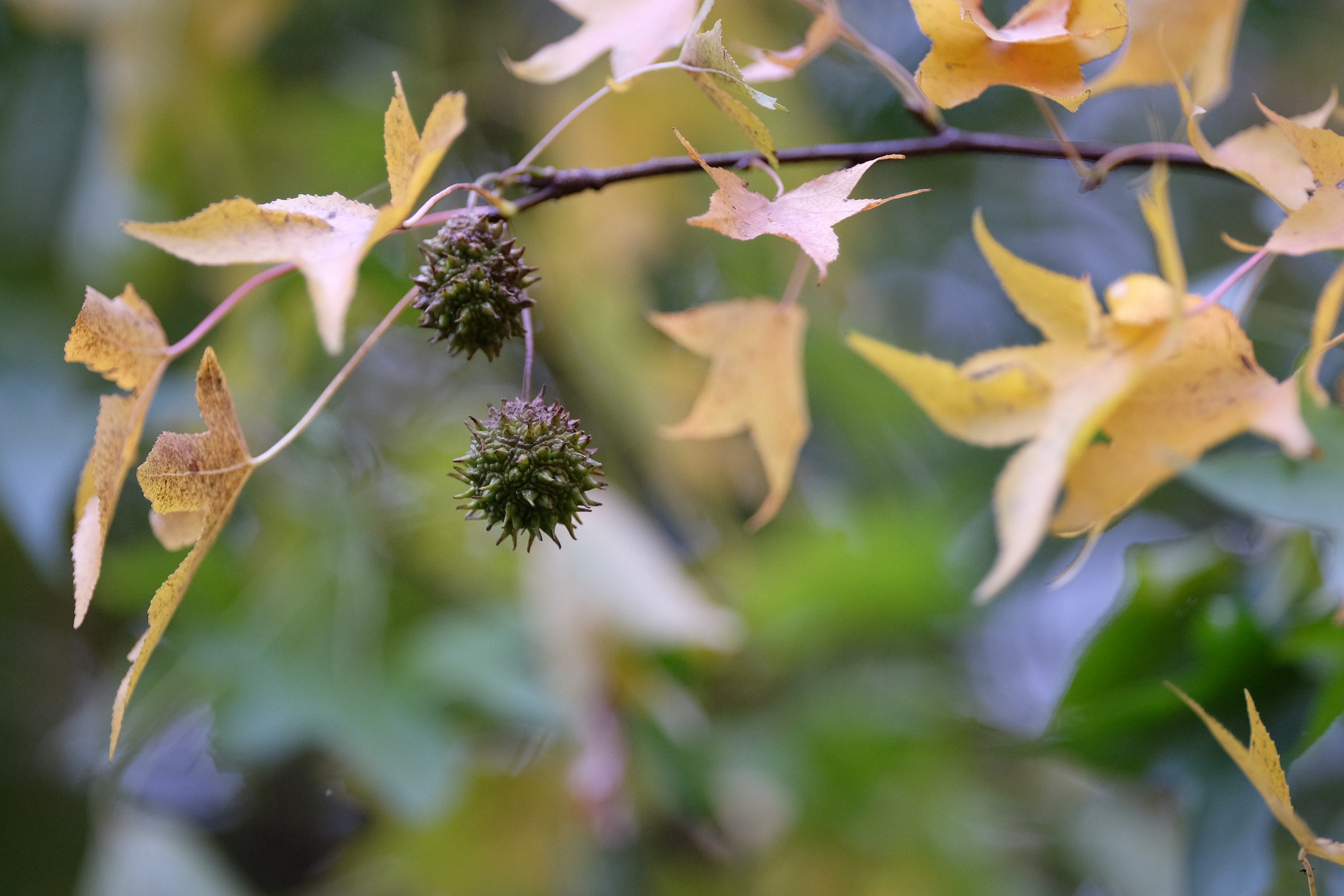 Liquidambar
