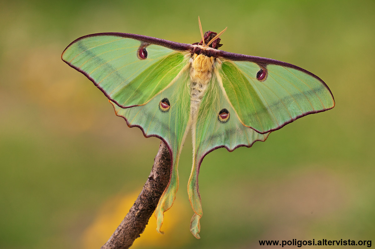 Actias luna