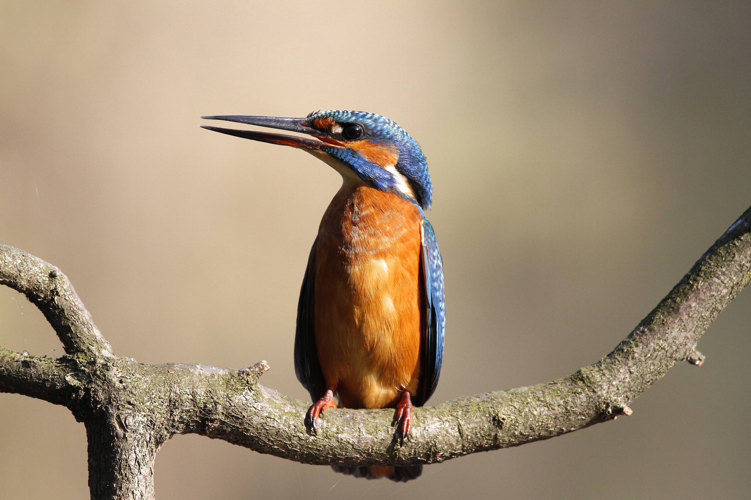 Kingfisher