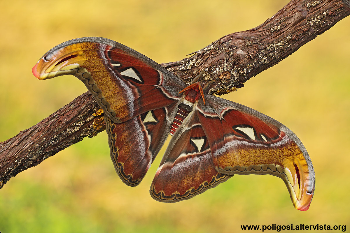 Attacus atlas