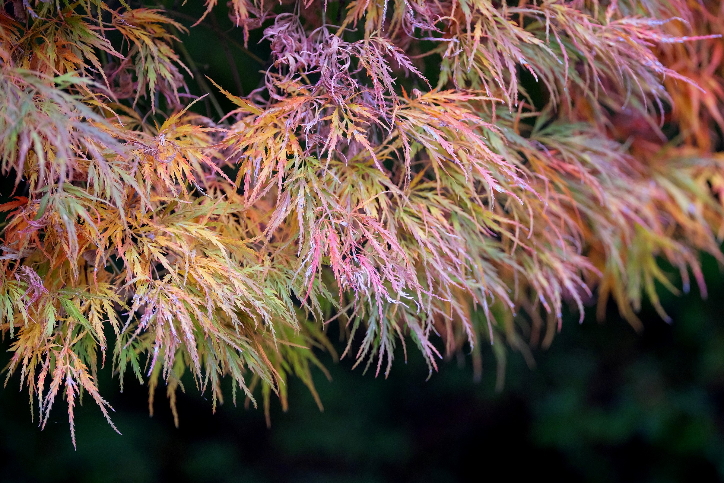i colori dell'autunno