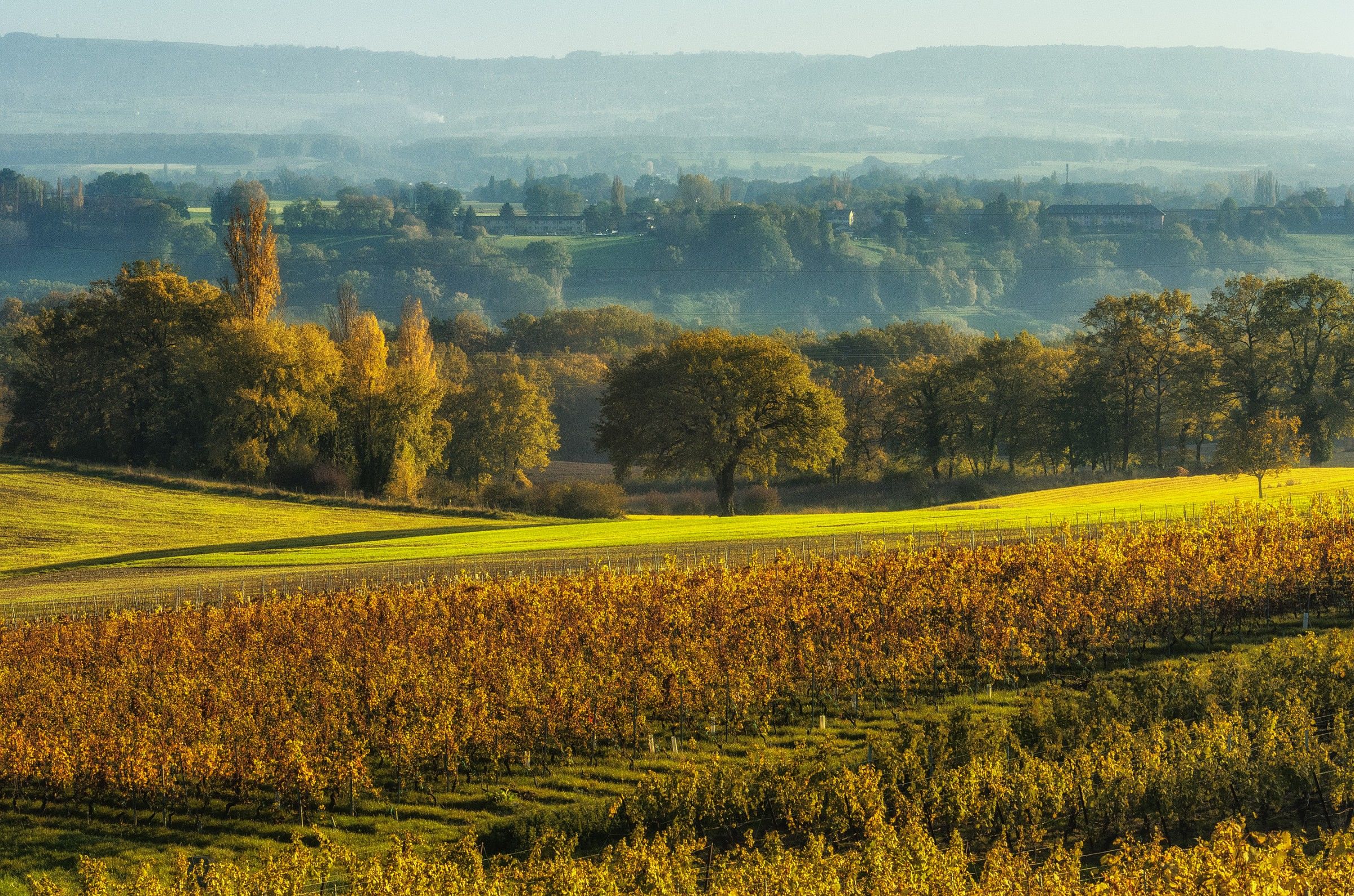 A day in the vineyard