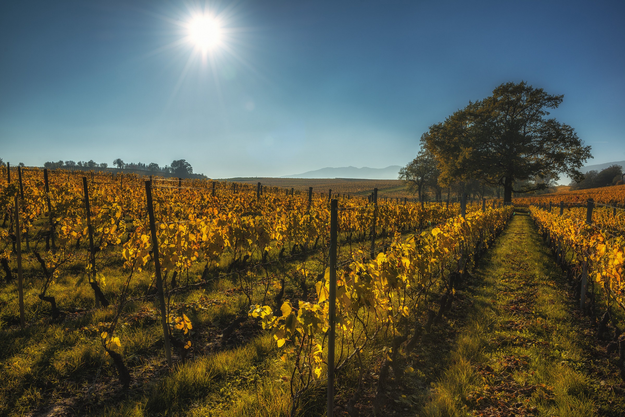 A day in the vineyard