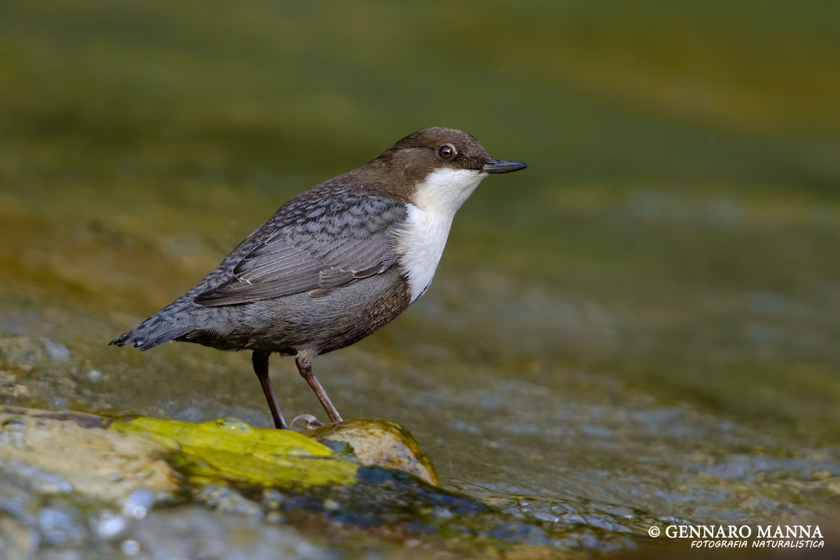 Dipper (White-throated dipper)