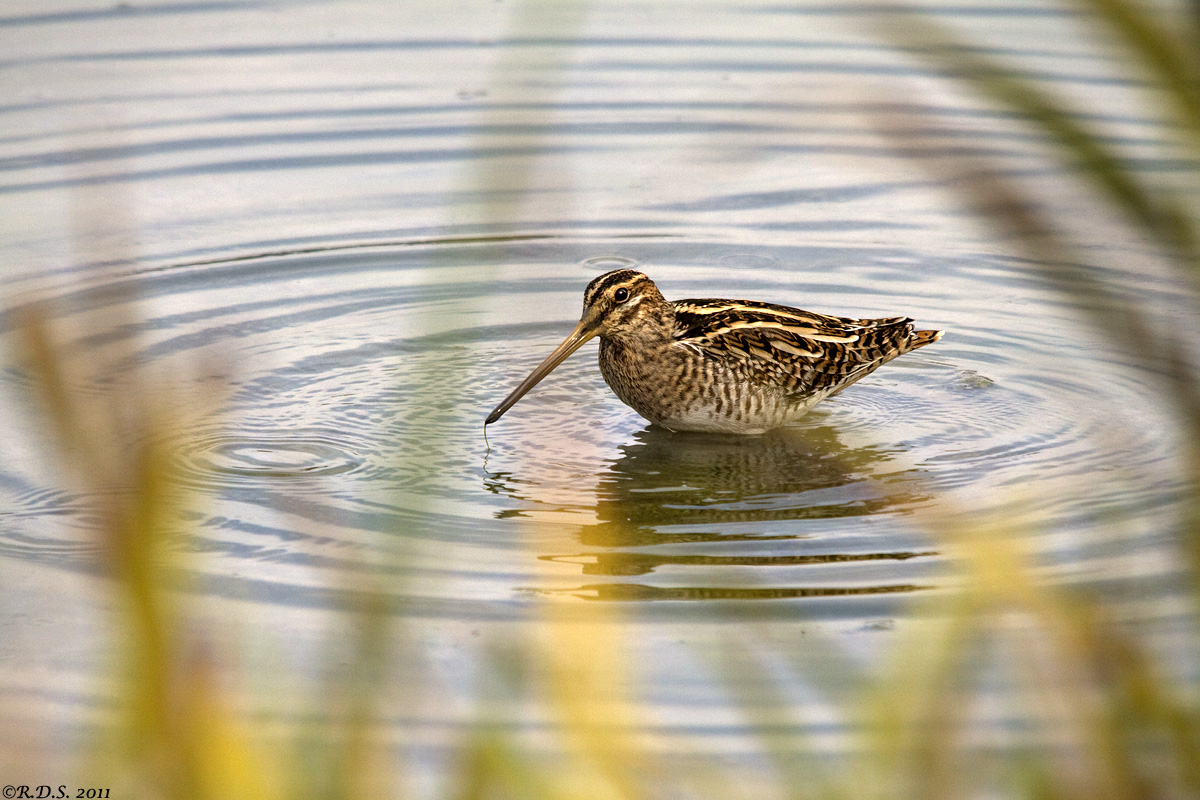 Snipe