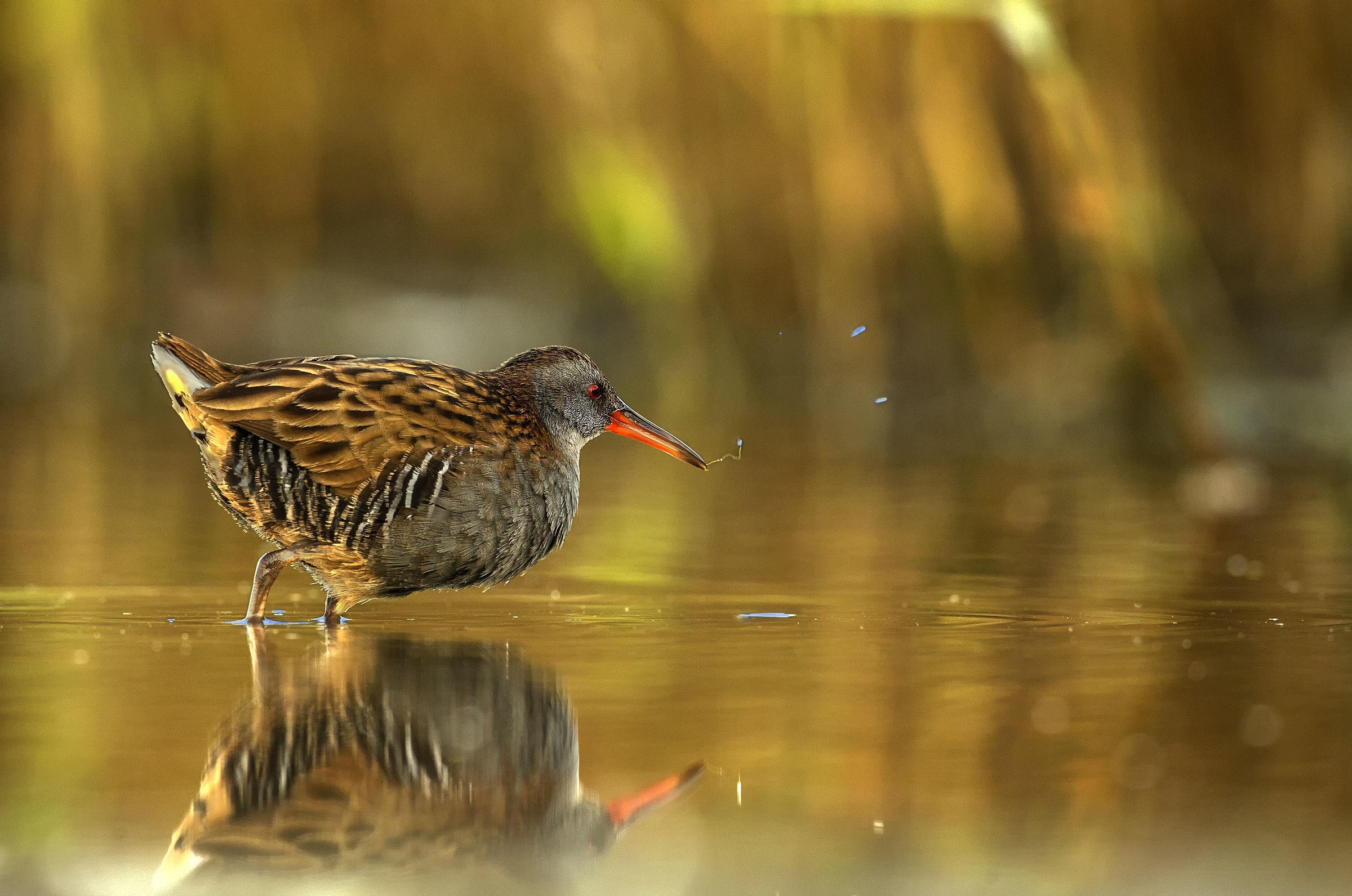 Water Rail