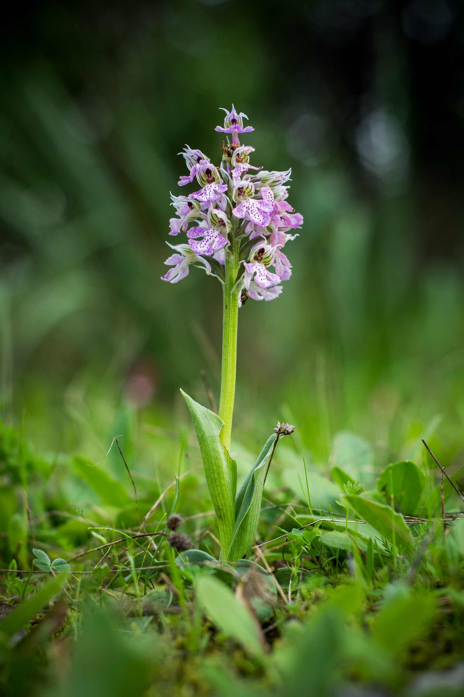 Orchidea selvatica