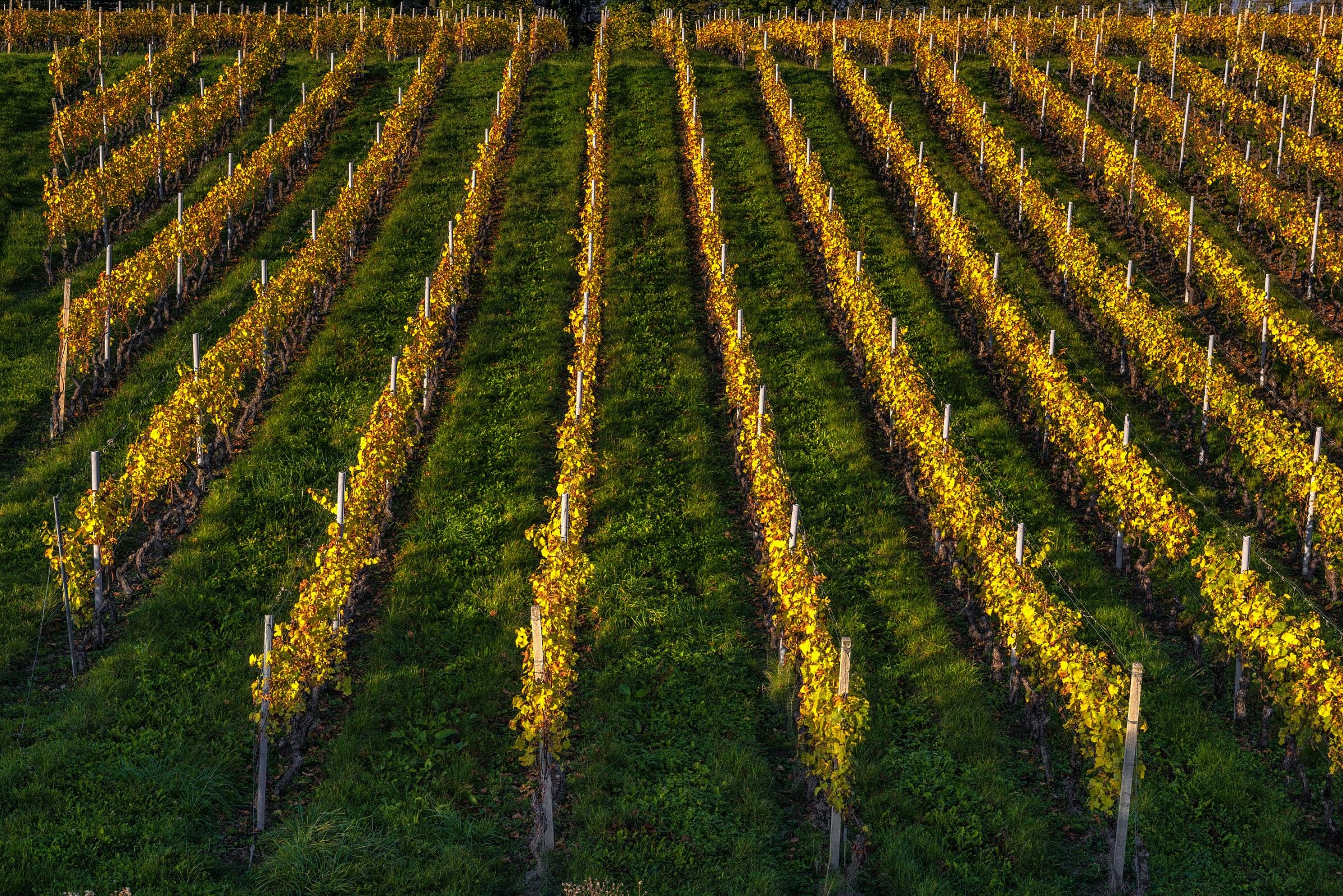 A day in the vineyard