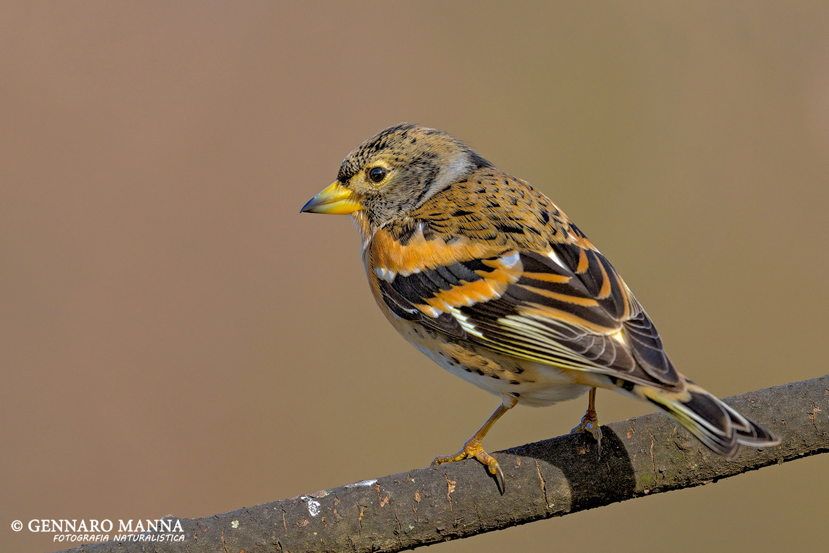 Brambling (Fringilla Brambling)
