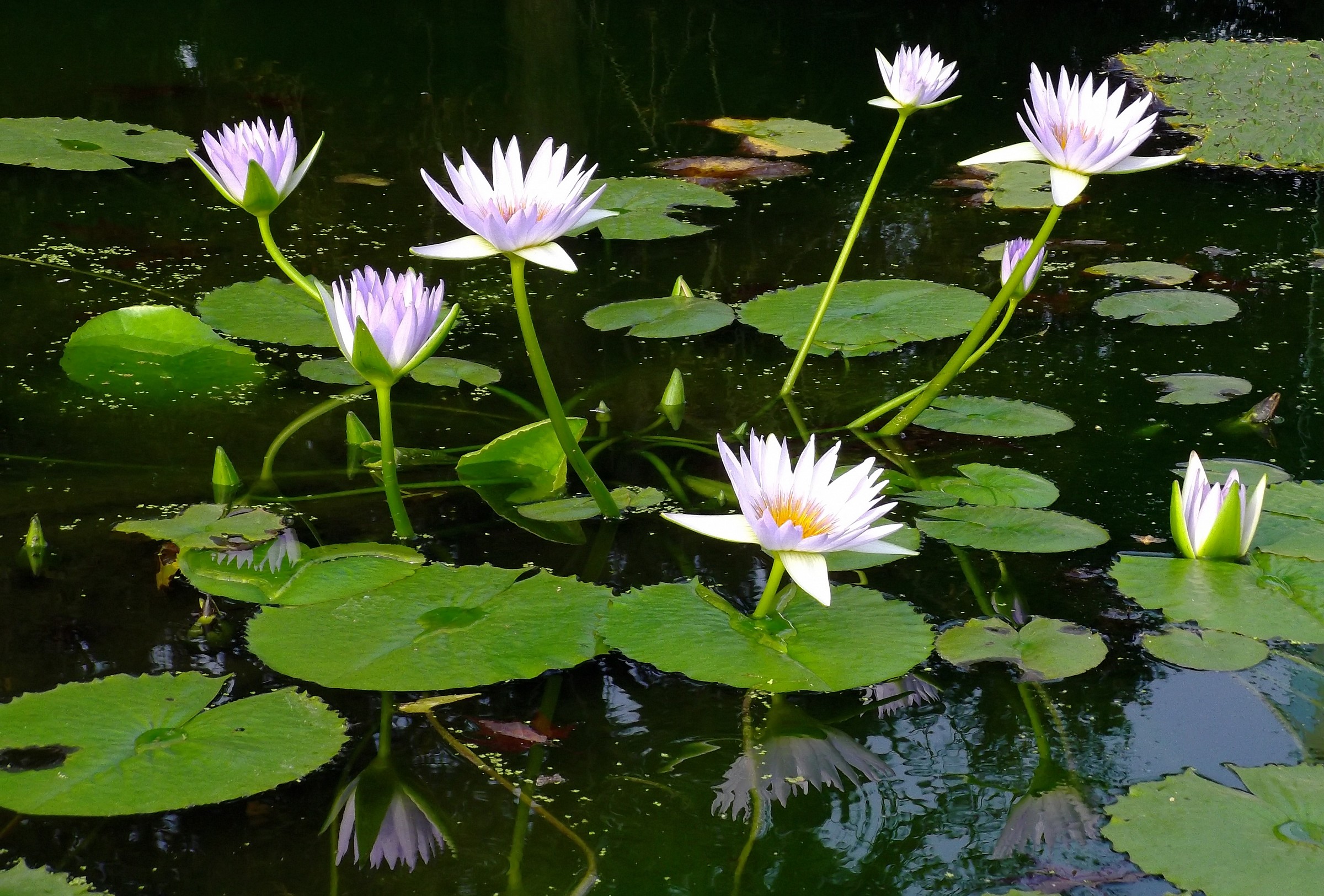 Water Lilies