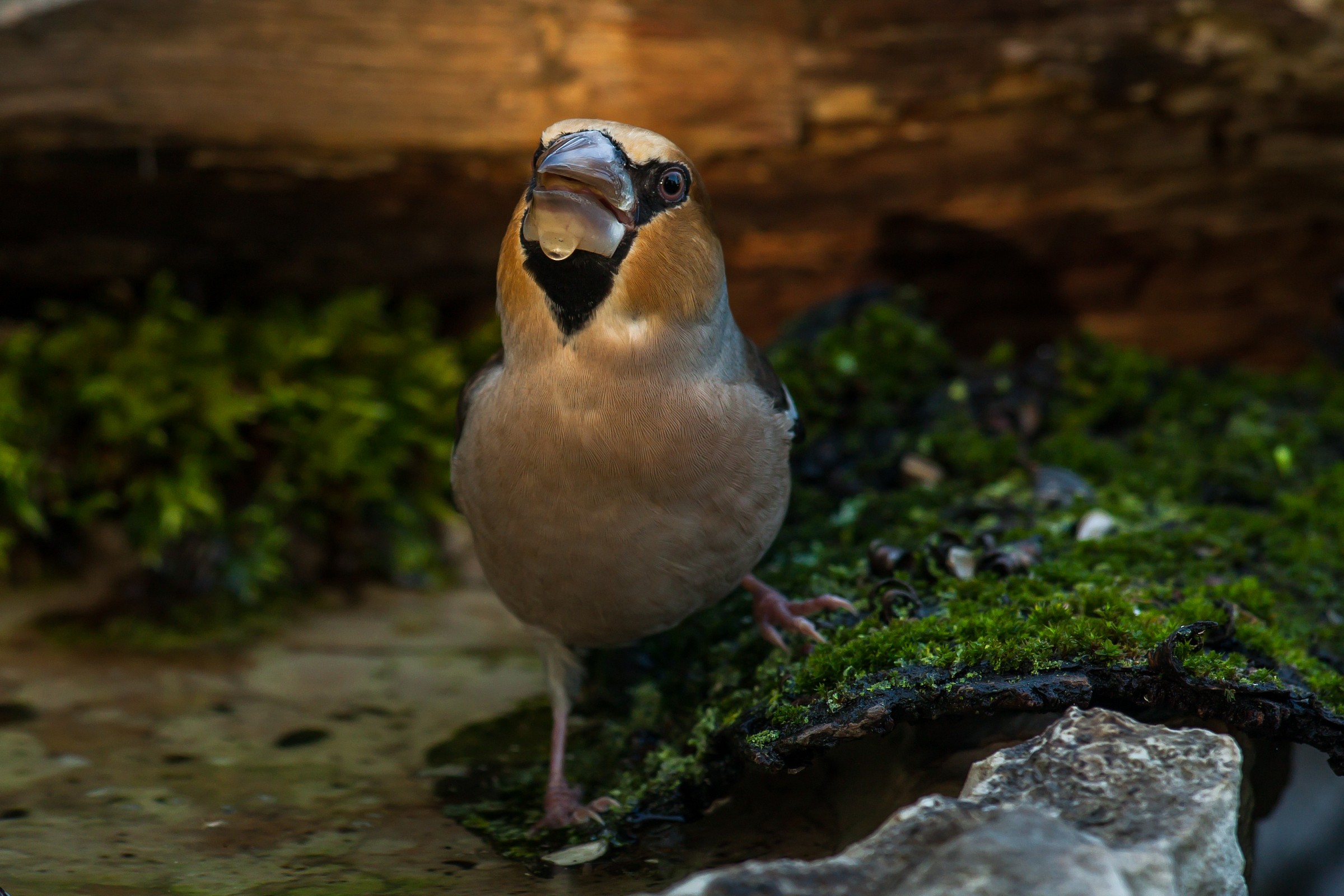 ultimo raggio di sole