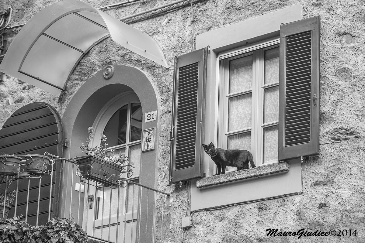 aspettando il padrone