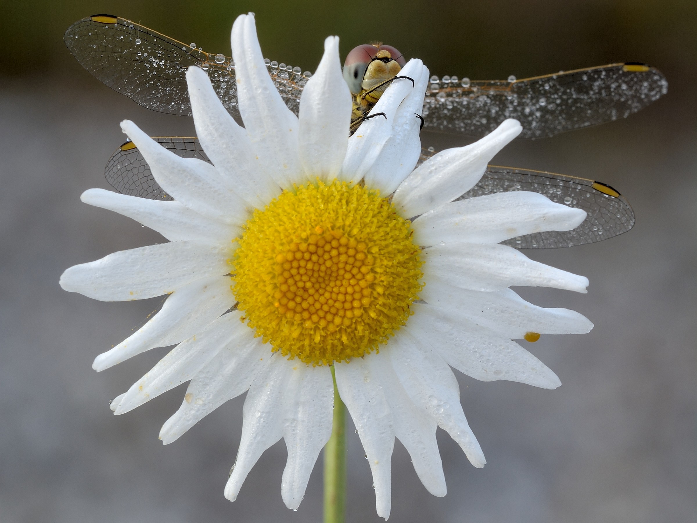 Spin the wheel .....