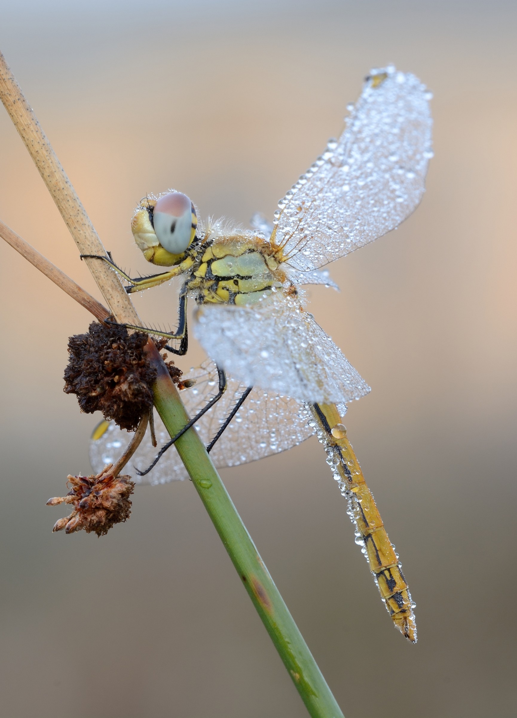 Dragonfly (Sympetrum fonscolombii)