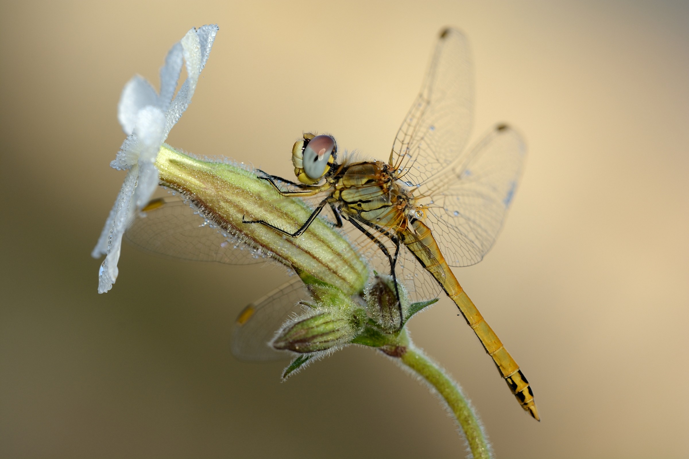 Dragonfly (Sympetrum fonscolombii)