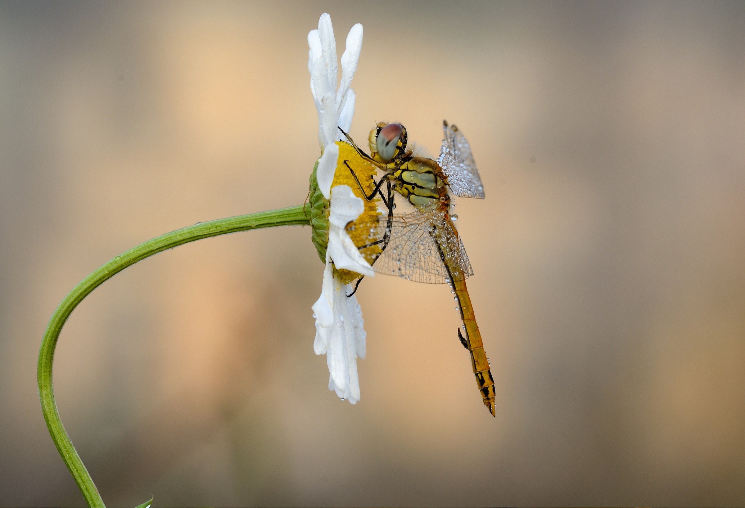 The helmsman ingrifato