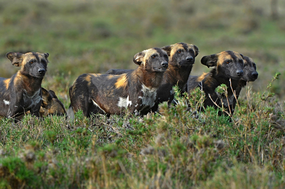 Identification of prey