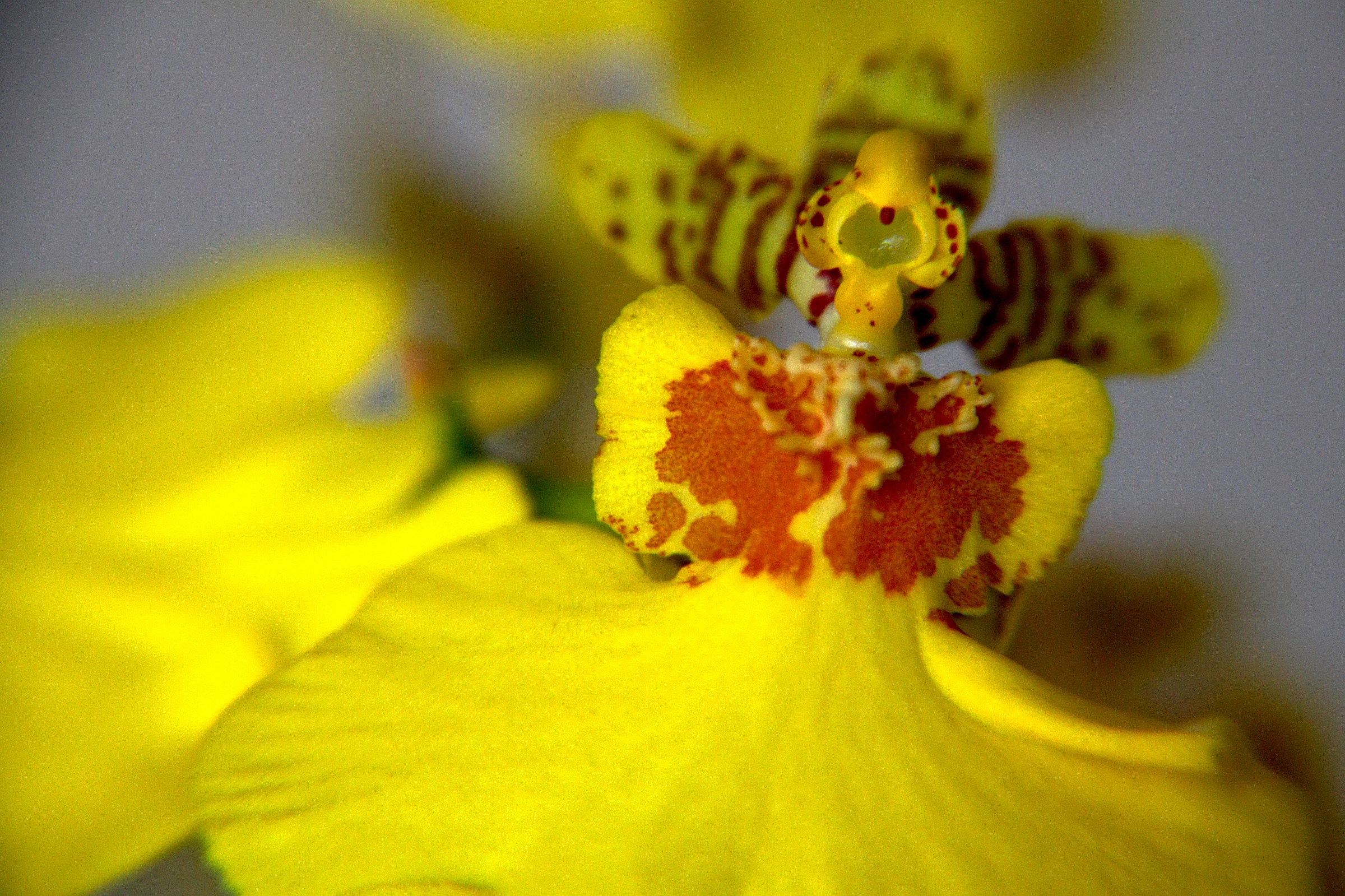 oncidium