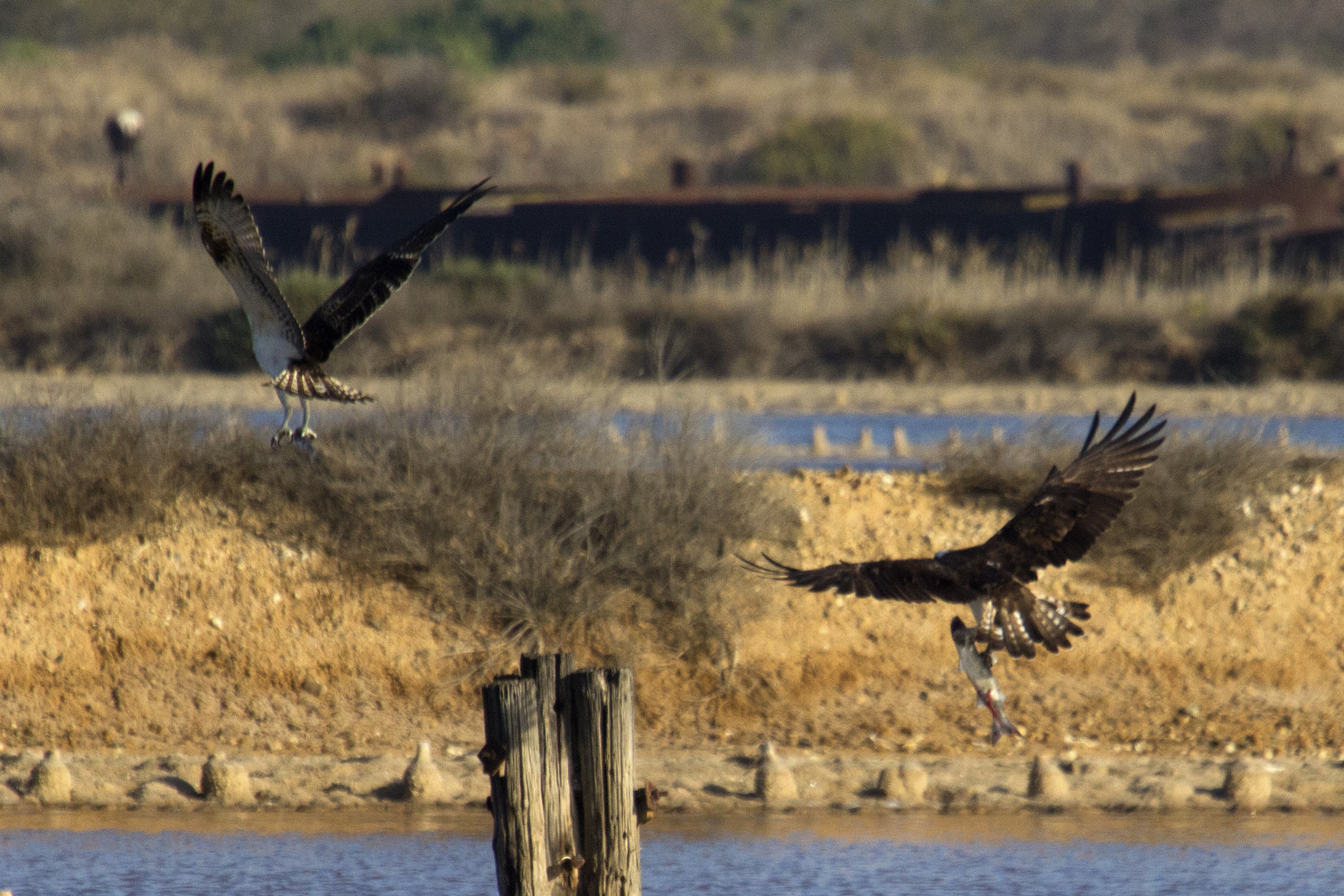 aggiungo un posto a tavola? No! alzati!
