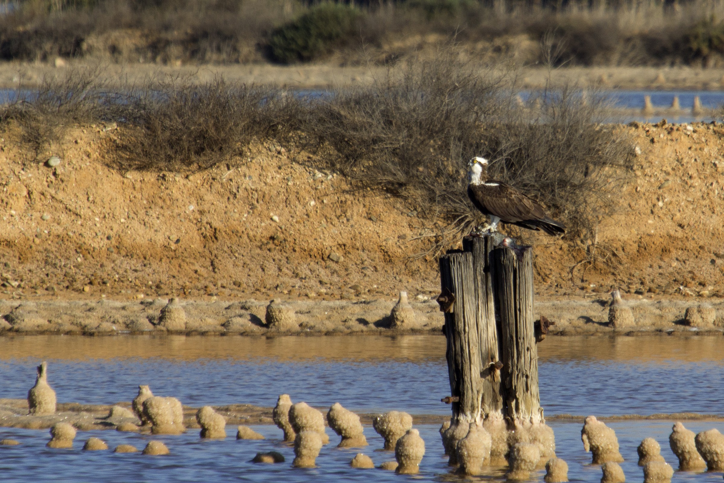 pronto per la merenda