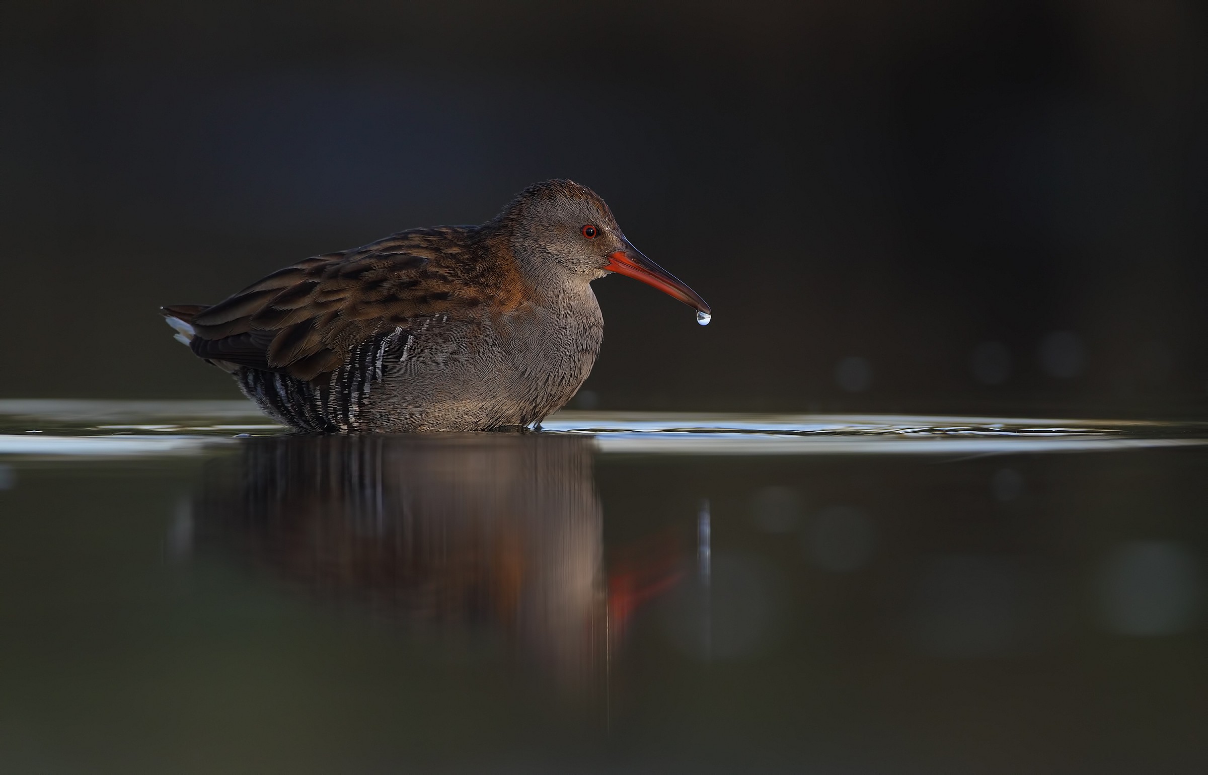 Water Rail