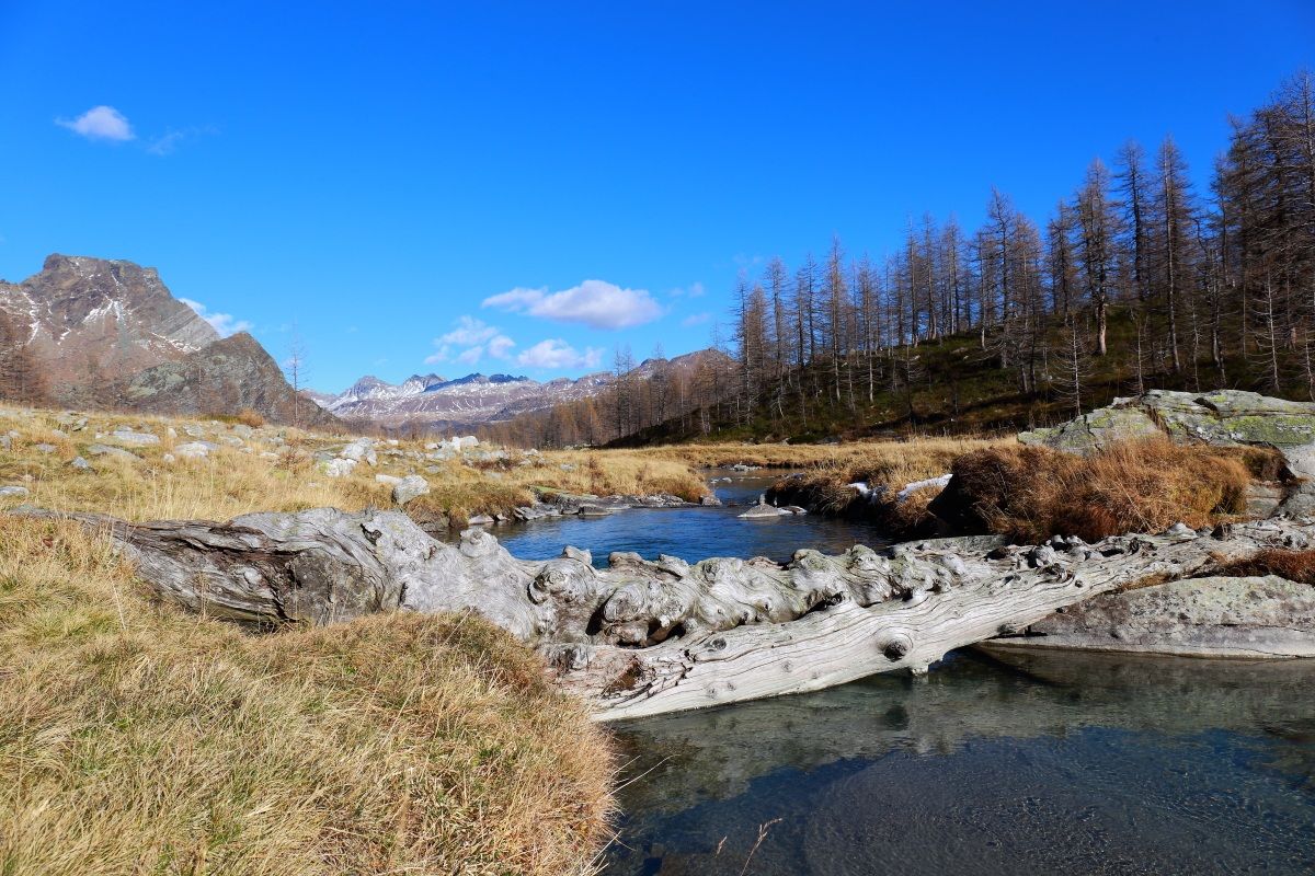 old trunks in Val Buscagna