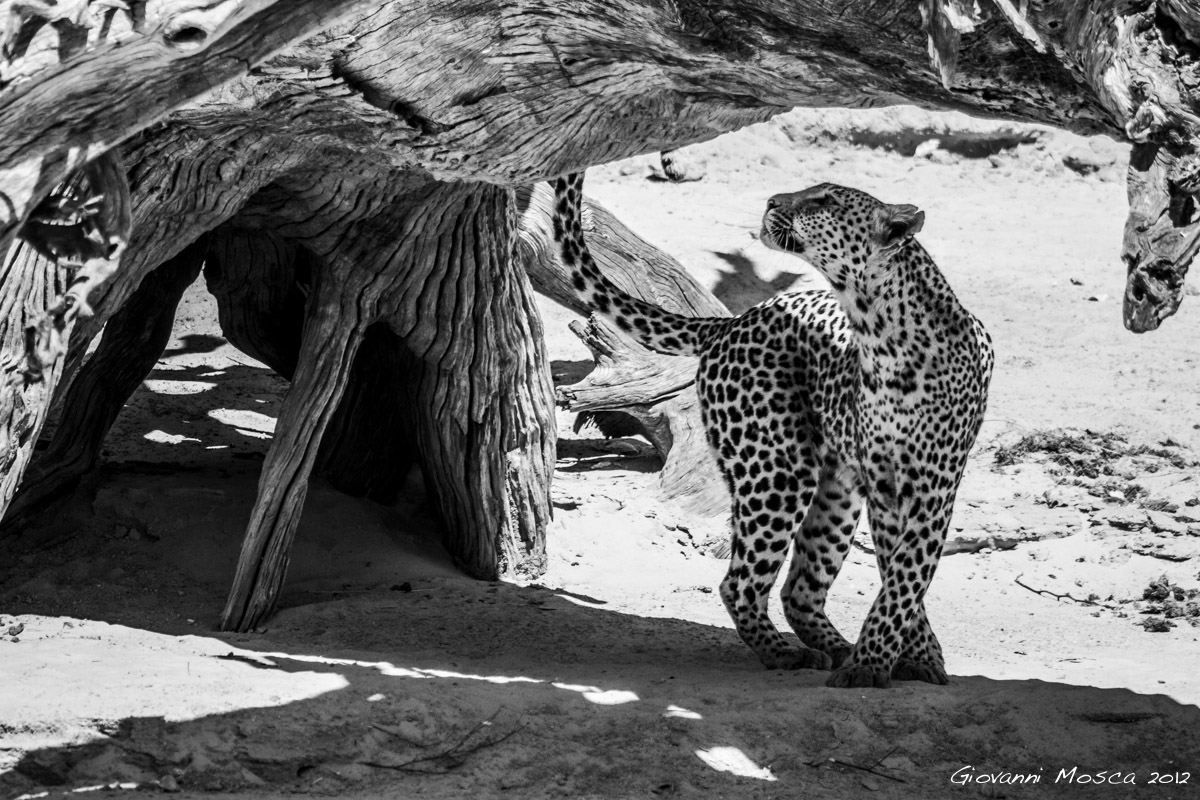 The leopard and the tree