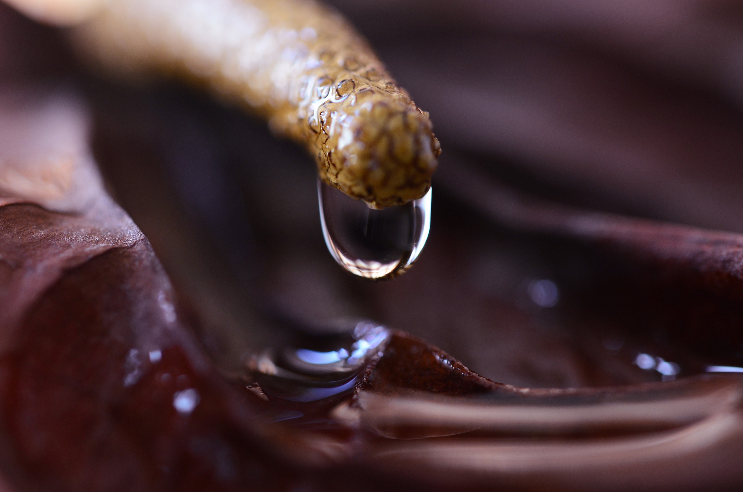 The death of the flower anthurium.