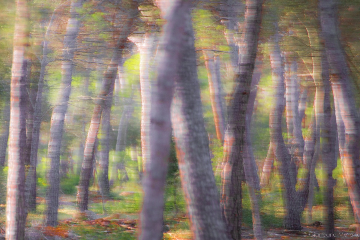 bosco in movimento