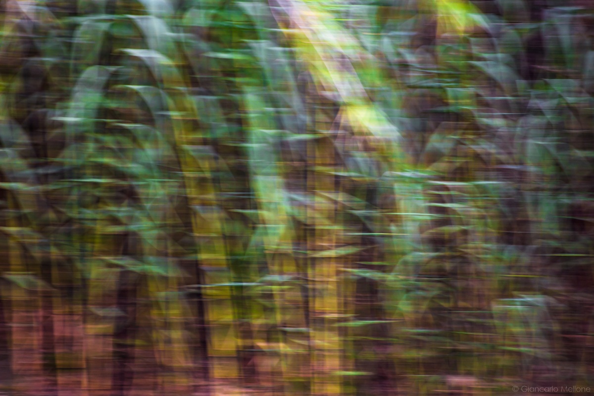 movimento tra i bambu