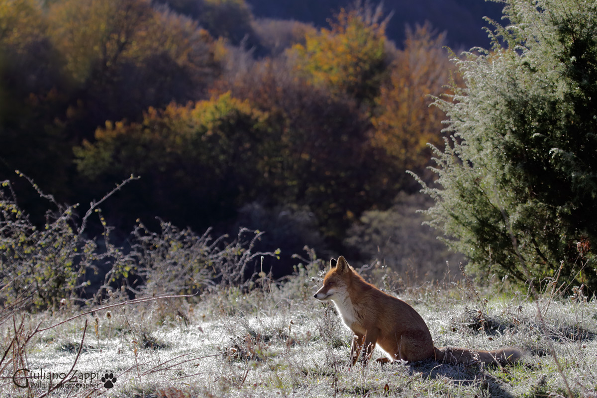 Il risveglio del bosco
