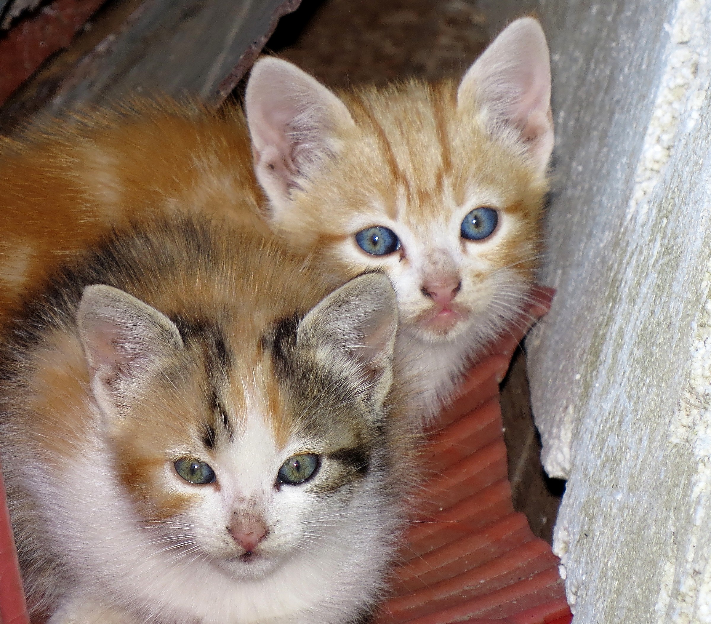 fratellini micetti si tengono a debita distanza