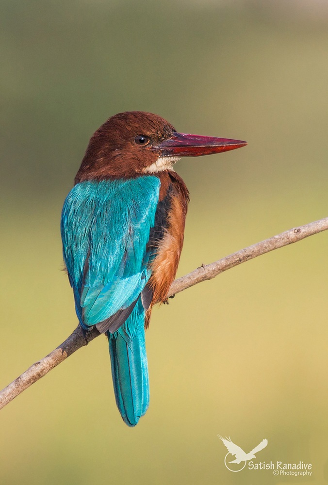 Kingfisher petto bianco.