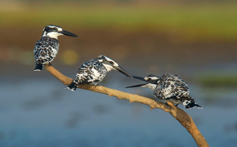 pied kingfisher