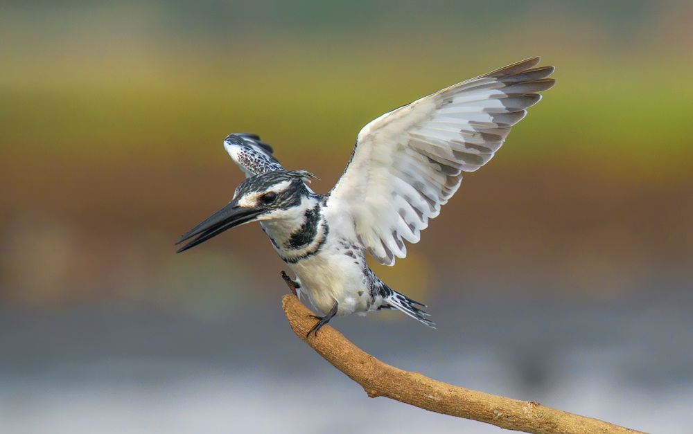 pied kingfisher